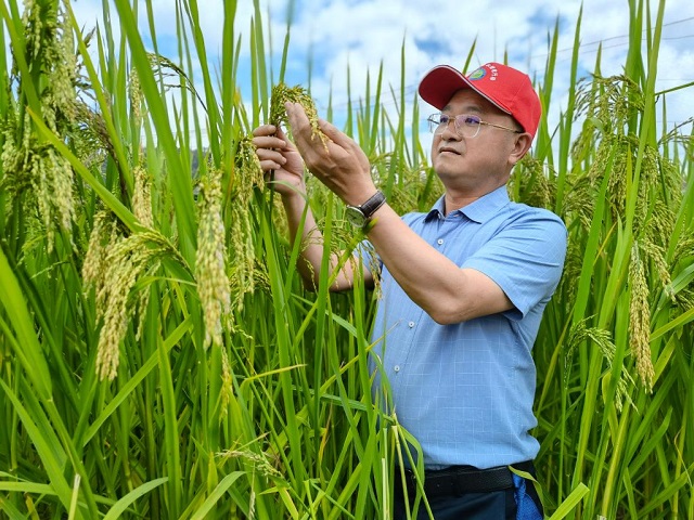 黑稻、多年生稻、巨型稻……奇妙水稻知多少？
