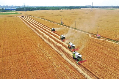 《2022年河南省收購小麥質量品質報告》發(fā)布 河南小麥整體質量為近年來最佳