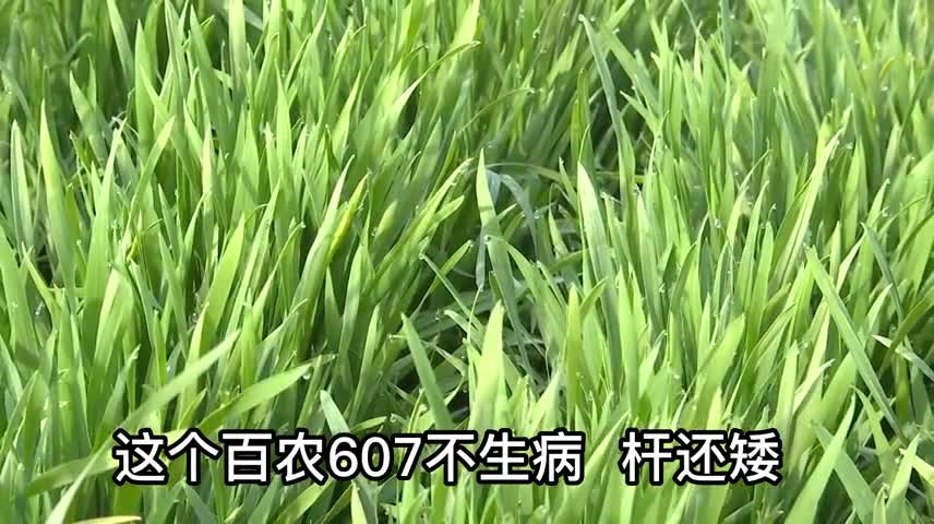 “百農(nóng)607”小麥春季觀摩訂貨會(huì)圓滿舉行