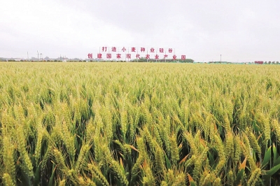 扛穩(wěn)糧食安全重任 河南下一步該如何發(fā)力？