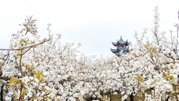 千樹(shù)萬(wàn)樹(shù)梨花開(kāi) 萬(wàn)畝梨園美如畫
