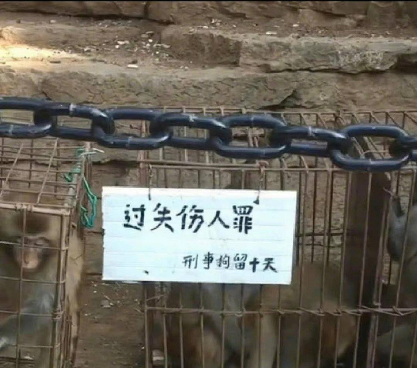峨眉山猴子被拘留？假的！峨眉山猴子是國家二級保護(hù)動物