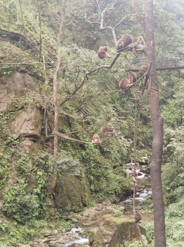 峨眉山猴子被拘留？假的！峨眉山猴子是國家二級保護(hù)動物