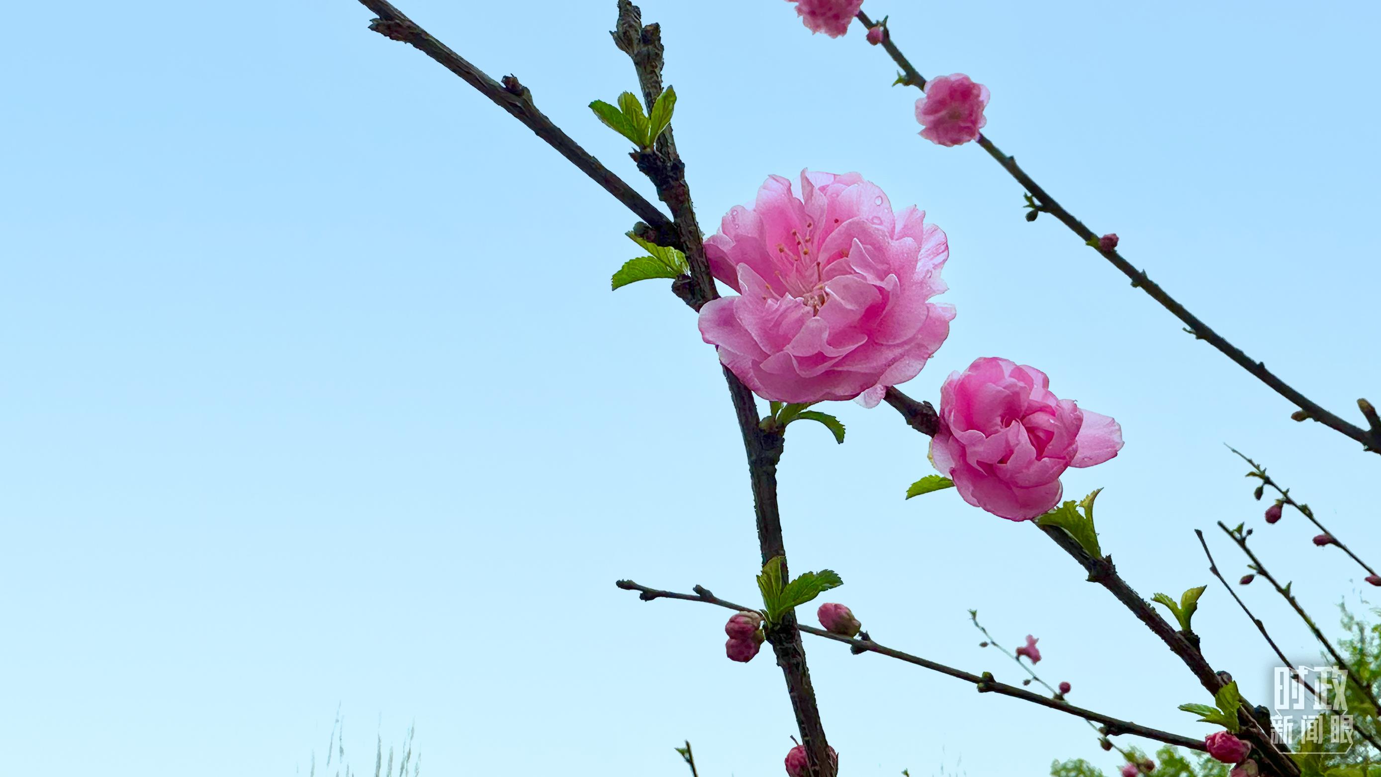 時(shí)政新聞眼丨在今年首都義務(wù)植樹現(xiàn)場(chǎng)，習(xí)近平這三句話飽含深意