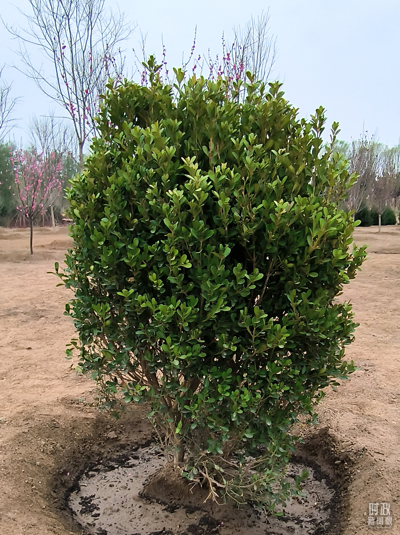 時(shí)政新聞眼丨在今年首都義務(wù)植樹現(xiàn)場(chǎng)，習(xí)近平這三句話飽含深意