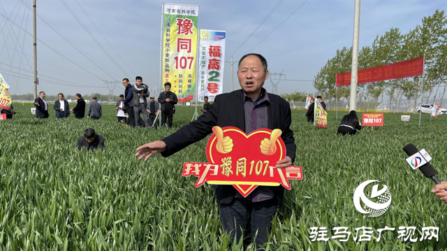 重磅！噸源種業(yè)再添強(qiáng)勢(shì)小麥品種，豫同107助農(nóng)增產(chǎn)豐收！