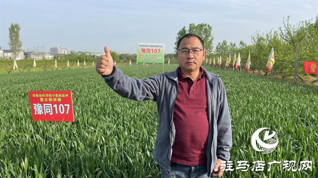 重磅！噸源種業(yè)再添強(qiáng)勢(shì)小麥品種，豫同107助農(nóng)增產(chǎn)豐收！