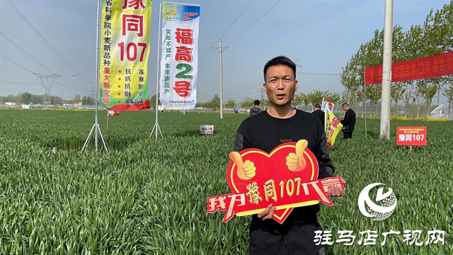 重磅！噸源種業(yè)再添強(qiáng)勢(shì)小麥品種，豫同107助農(nóng)增產(chǎn)豐收！