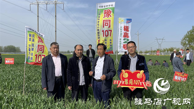 重磅！噸源種業(yè)再添強(qiáng)勢(shì)小麥品種，豫同107助農(nóng)增產(chǎn)豐收！