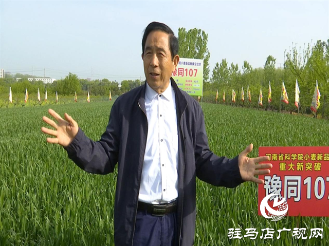 重磅！噸源種業(yè)再添強(qiáng)勢(shì)小麥品種，豫同107助農(nóng)增產(chǎn)豐收！