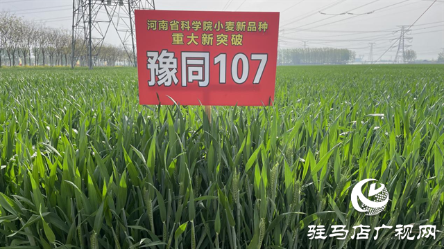重磅！噸源種業(yè)再添強(qiáng)勢(shì)小麥品種，豫同107助農(nóng)增產(chǎn)豐收！