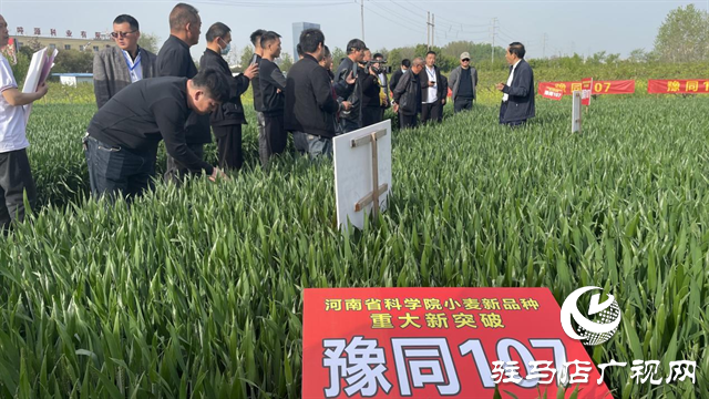 重磅！噸源種業(yè)再添強(qiáng)勢(shì)小麥品種，豫同107助農(nóng)增產(chǎn)豐收！