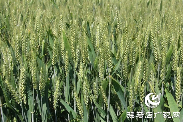 “浚麥8105”一枝獨(dú)秀 表現(xiàn)搶眼
