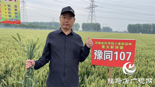 引領(lǐng)小麥新方向！噸源種業(yè)2023年豫同107觀摩會(huì)隆重召開