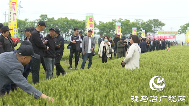引領(lǐng)小麥新方向！噸源種業(yè)2023年豫同107觀摩會(huì)隆重召開