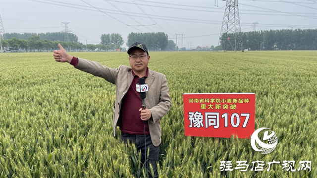 引領(lǐng)小麥新方向！噸源種業(yè)2023年豫同107觀摩會(huì)隆重召開
