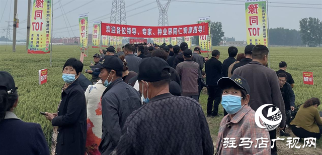 引領(lǐng)小麥新方向！噸源種業(yè)2023年豫同107觀摩會(huì)隆重召開