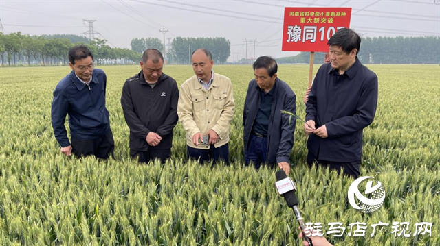 引領(lǐng)小麥新方向！噸源種業(yè)2023年豫同107觀摩會(huì)隆重召開