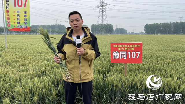 引領(lǐng)小麥新方向！噸源種業(yè)2023年豫同107觀摩會(huì)隆重召開