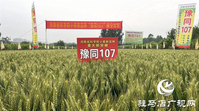 引領(lǐng)小麥新方向！噸源種業(yè)2023年豫同107觀摩會(huì)隆重召開