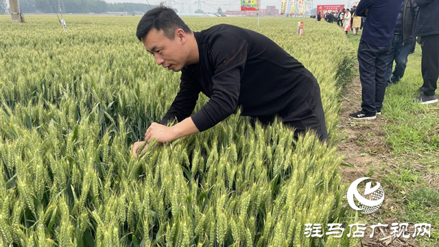 引領(lǐng)小麥新方向！噸源種業(yè)2023年豫同107觀摩會(huì)隆重召開