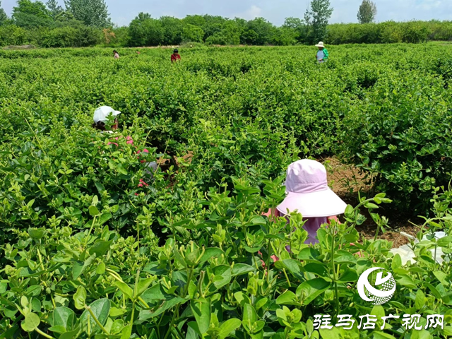 泌陽(yáng)縣盤古鄉(xiāng)：小小金銀花開出創(chuàng)業(yè)致富花