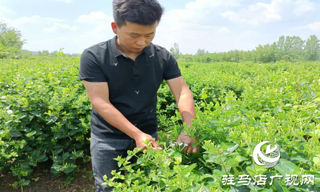泌陽(yáng)縣盤古鄉(xiāng)：小小金銀花開出創(chuàng)業(yè)致富花