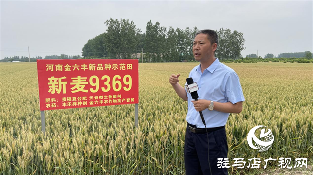 重磅！小麥新品種“新麥9369”落戶河南金六豐種業(yè)