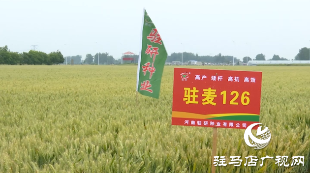 【喜訊】熱烈祝賀河南駐研種業(yè)小麥新品種“駐麥126”通過國審！