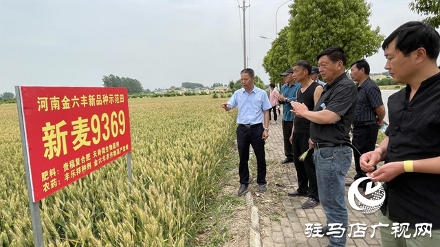 重磅！小麥新品種“新麥9369”落戶河南金六豐種業(yè)