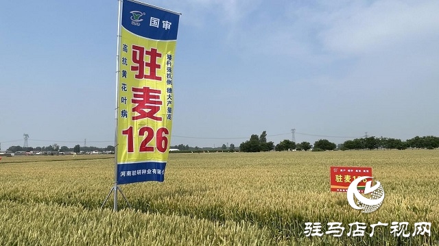 駐研種業(yè)捷報(bào)頻傳：駐麥126、駐麥156、駐研198相繼通過(guò)審定