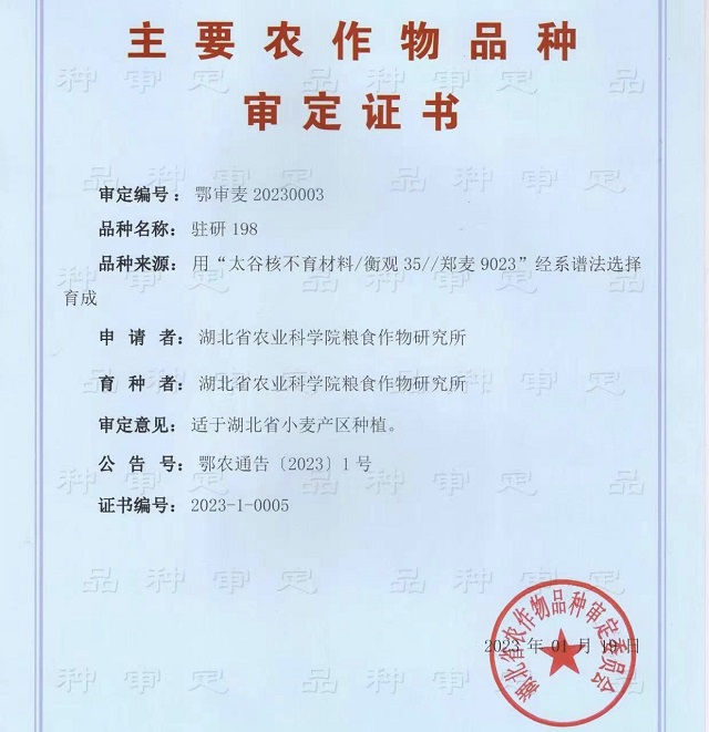 駐研種業(yè)捷報(bào)頻傳：駐麥126、駐麥156、駐研198相繼通過(guò)審定