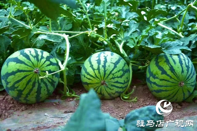 駐馬店驛城區(qū)：特色產業(yè)為鄉(xiāng)村振興蓄勢賦能