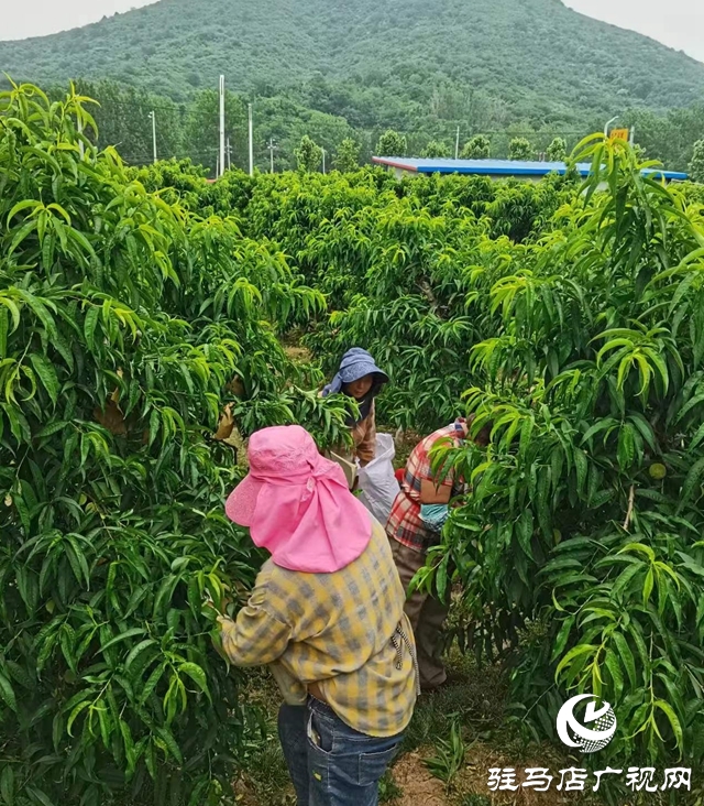 駐馬店驛城區(qū)：特色產業(yè)為鄉(xiāng)村振興蓄勢賦能