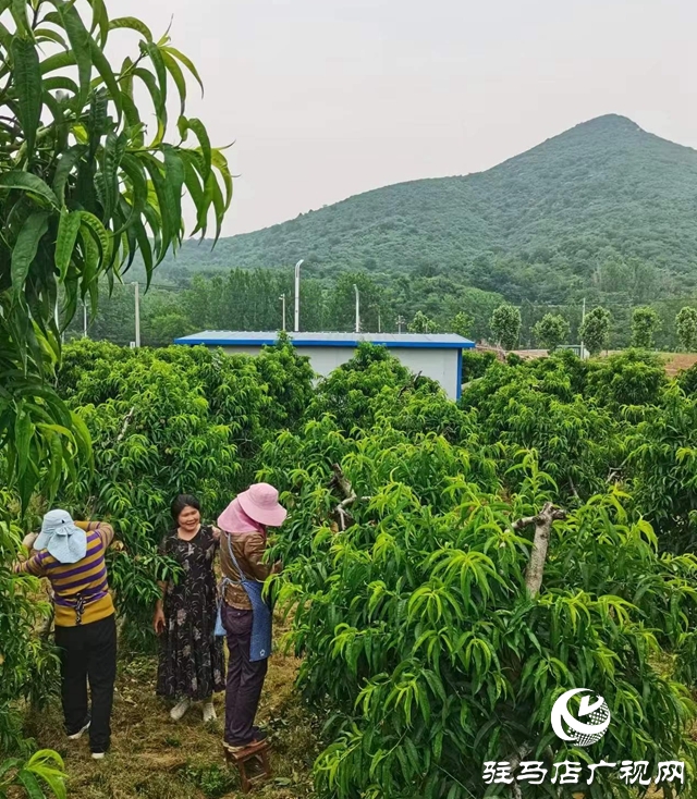 駐馬店驛城區(qū)：特色產業(yè)為鄉(xiāng)村振興蓄勢賦能