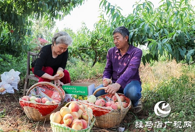 泌陽(yáng)縣馬谷田：萬(wàn)畝果園喜豐收