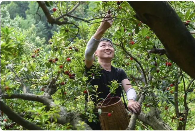 “中國楊梅之鄉(xiāng)”迎來增產(chǎn)豐收季
