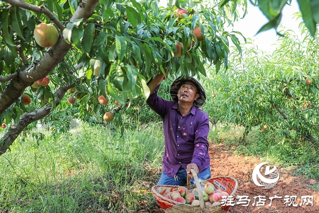 泌陽(yáng)縣馬谷田：萬(wàn)畝果園喜豐收