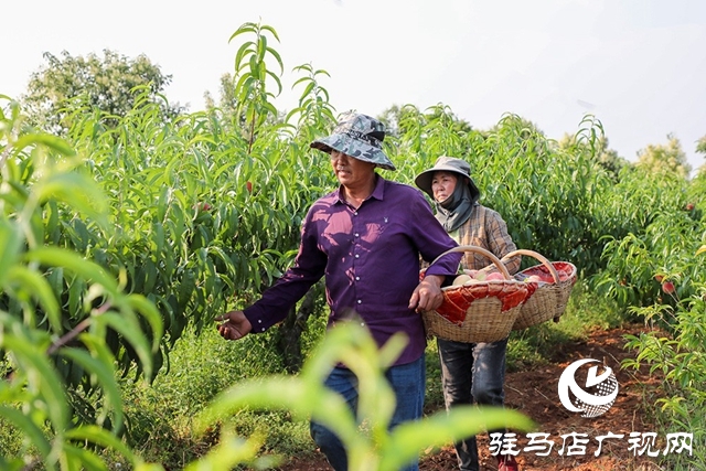 泌陽(yáng)縣馬谷田：萬(wàn)畝果園喜豐收
