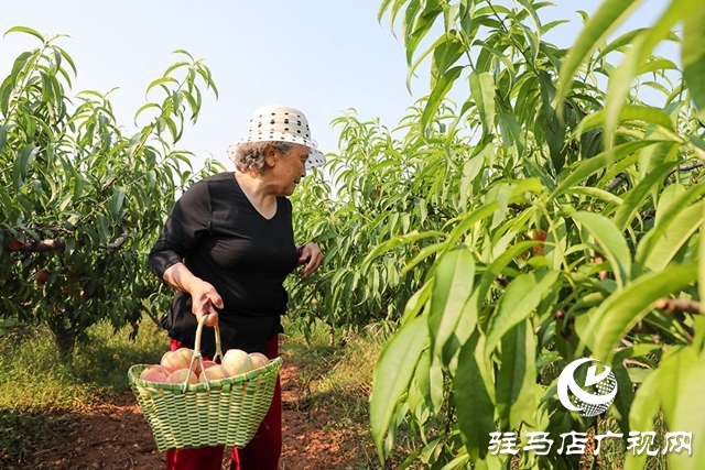 泌陽(yáng)縣馬谷田：萬(wàn)畝果園喜豐收
