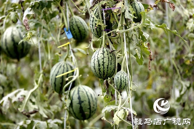 駐馬店市驛城區(qū)：“吊”西瓜種出大“錢”景