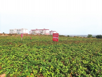 小紅薯大產(chǎn)業(yè)，一根粉條帶動一座城 禹州“三”粉產(chǎn)業(yè)化崛起之路還有多遠？