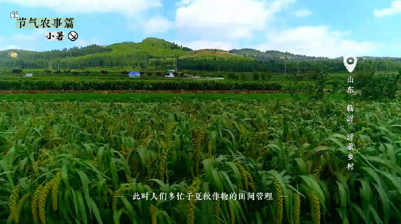 小暑——盛夏伊始，萬物蔥郁