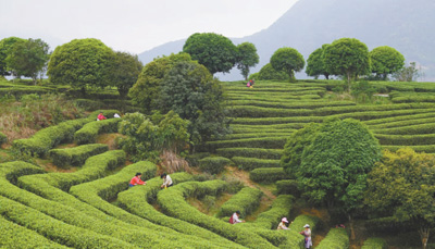 廣西昭平發(fā)展茶葉規(guī)模種植、提升科技含量、推動茶旅融合 一片葉子帶富一方百姓