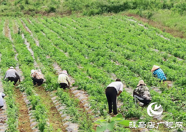 驛城區(qū)朱古洞鄉(xiāng)：特色產(chǎn)業(yè)奏響鄉(xiāng)村振興“進(jìn)行曲”