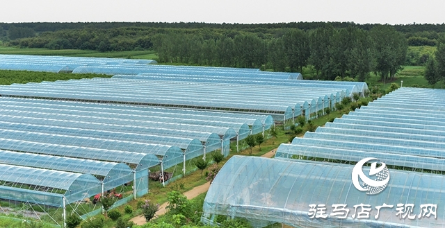 泌陽縣春水鎮(zhèn)：葡萄迎豐收 村民致富忙