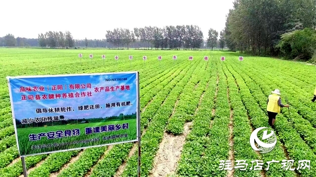 正陽縣：特色種植打造鄉(xiāng)村產業(yè)靚點
