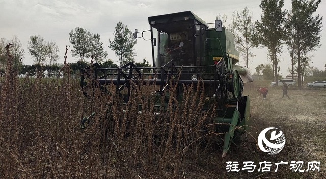 河南省農業(yè)良種聯(lián)合攻關項目——宜機收芝麻在駐馬店順利收割