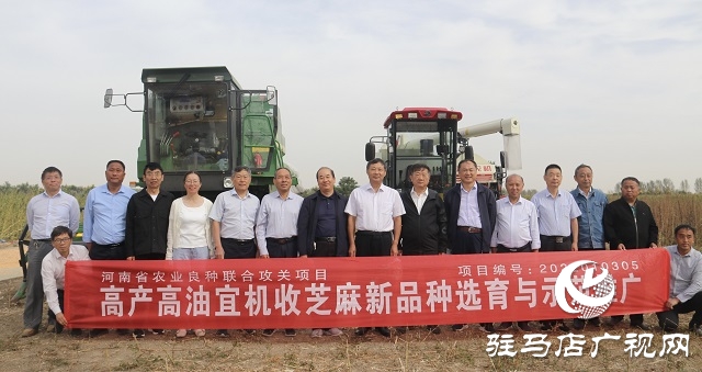 河南省農業(yè)良種聯(lián)合攻關項目——宜機收芝麻在駐馬店順利收割