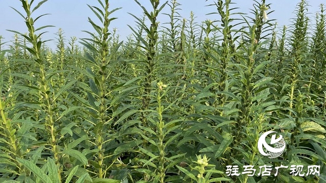 河南省農業(yè)良種聯(lián)合攻關項目——宜機收芝麻在駐馬店順利收割